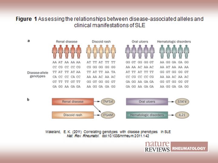 Assessing the relationships between disease-associated alleles and clinical manifestations of SLE
