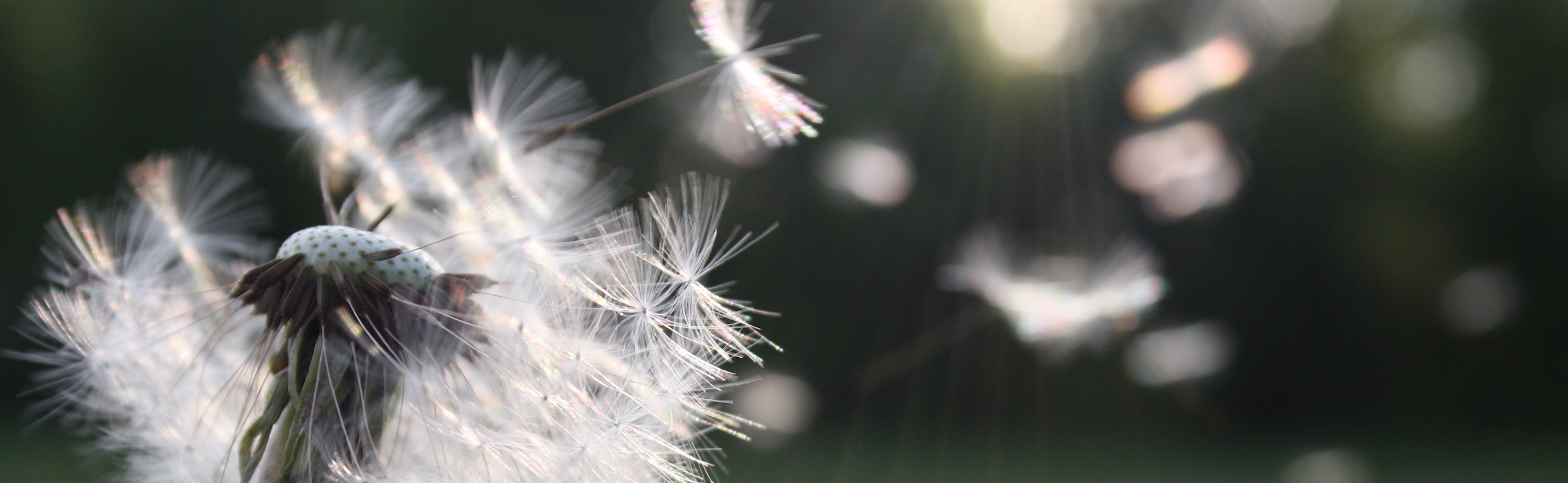 Dandelion with blowing seeds