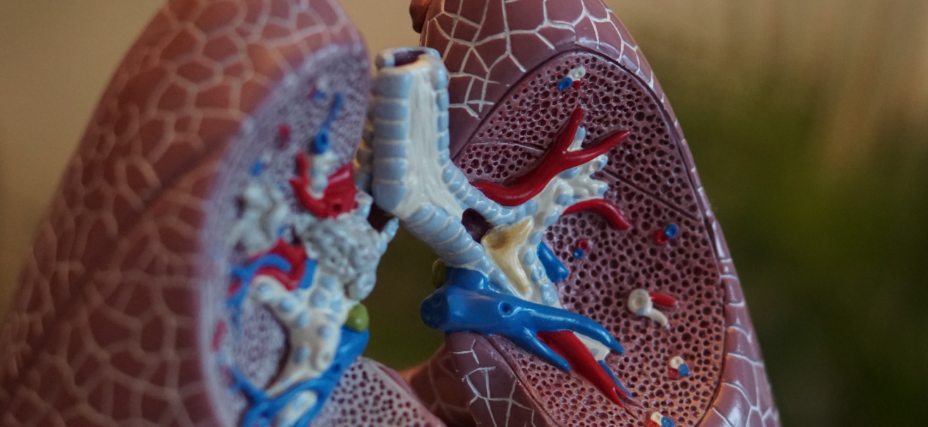 A model of a set of lungs