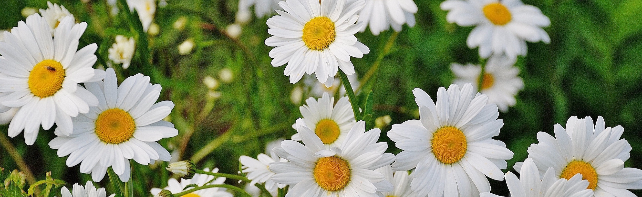 Daisies in field