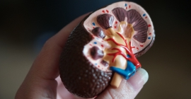 Person holding model of kidney